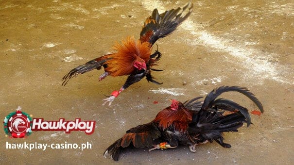 Paano manalo sa online sabong? 1 Ang Sabong ay pangunahing laro ng pagkakataon. Gayunpaman, tulad ng anumang iba pang anyo ng pagsusugal